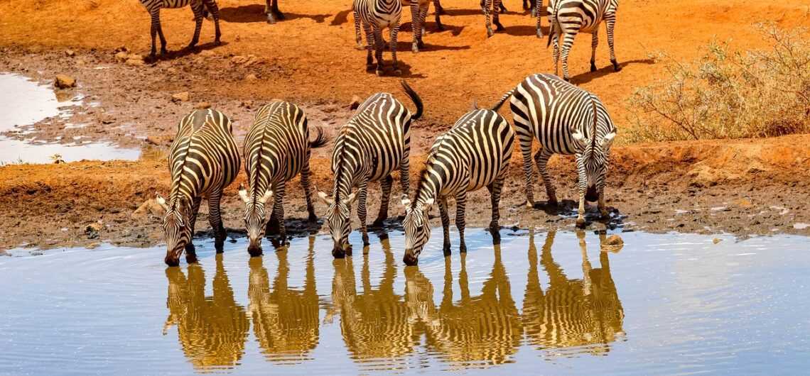 africa 4045663 1280 1140x530 1