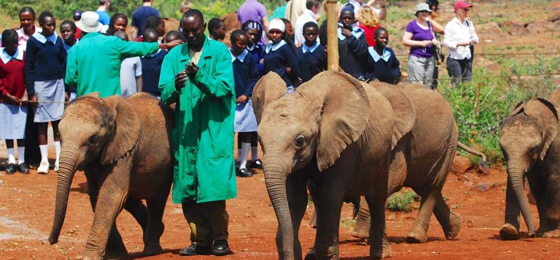 feeding baby elephants 4744492 1280 1140x530 1