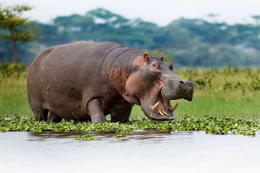 hippo in lake naivasha