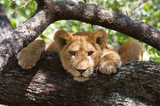 lion on tree