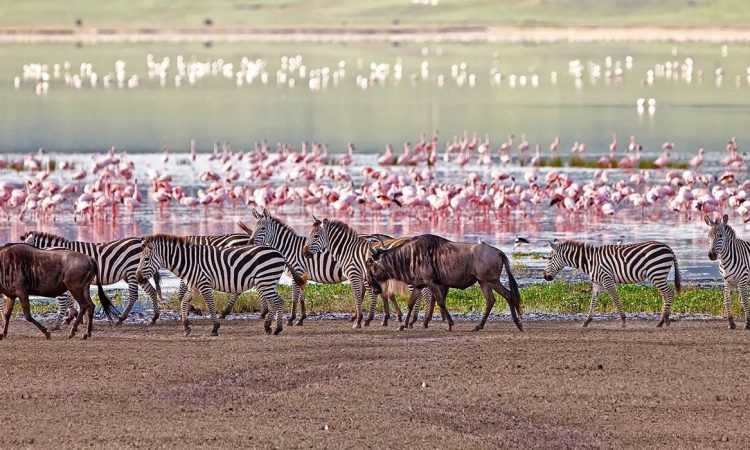 manyara