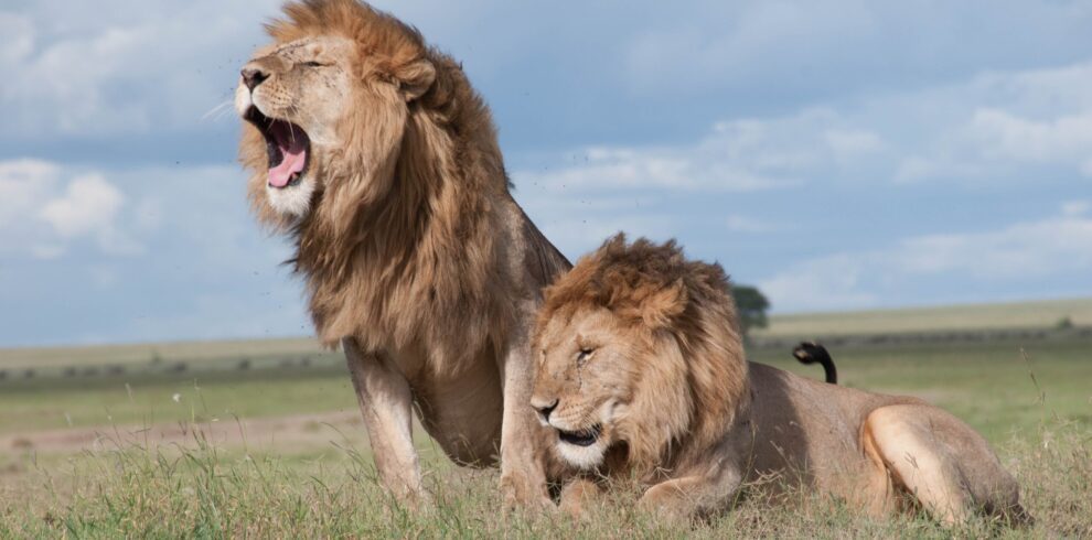 pexels iurii ivashchenko 3498323 scaled 1