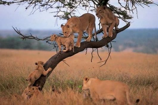tree climbing lions