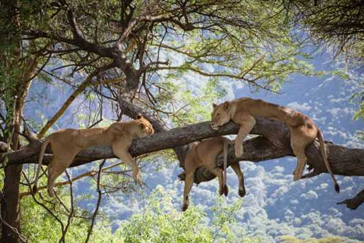 tree lions