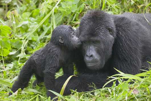 uganda gorilla safaris