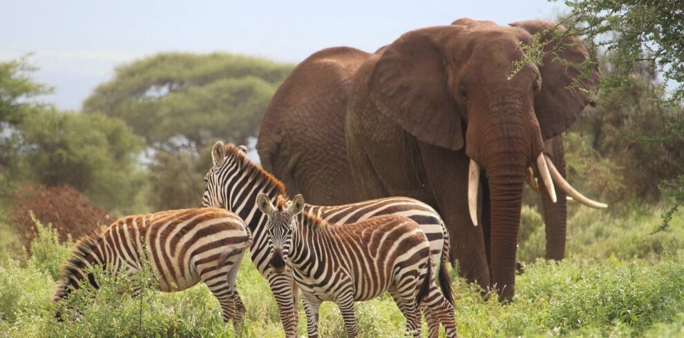 Amboseli Tsavo SaltLick Safari