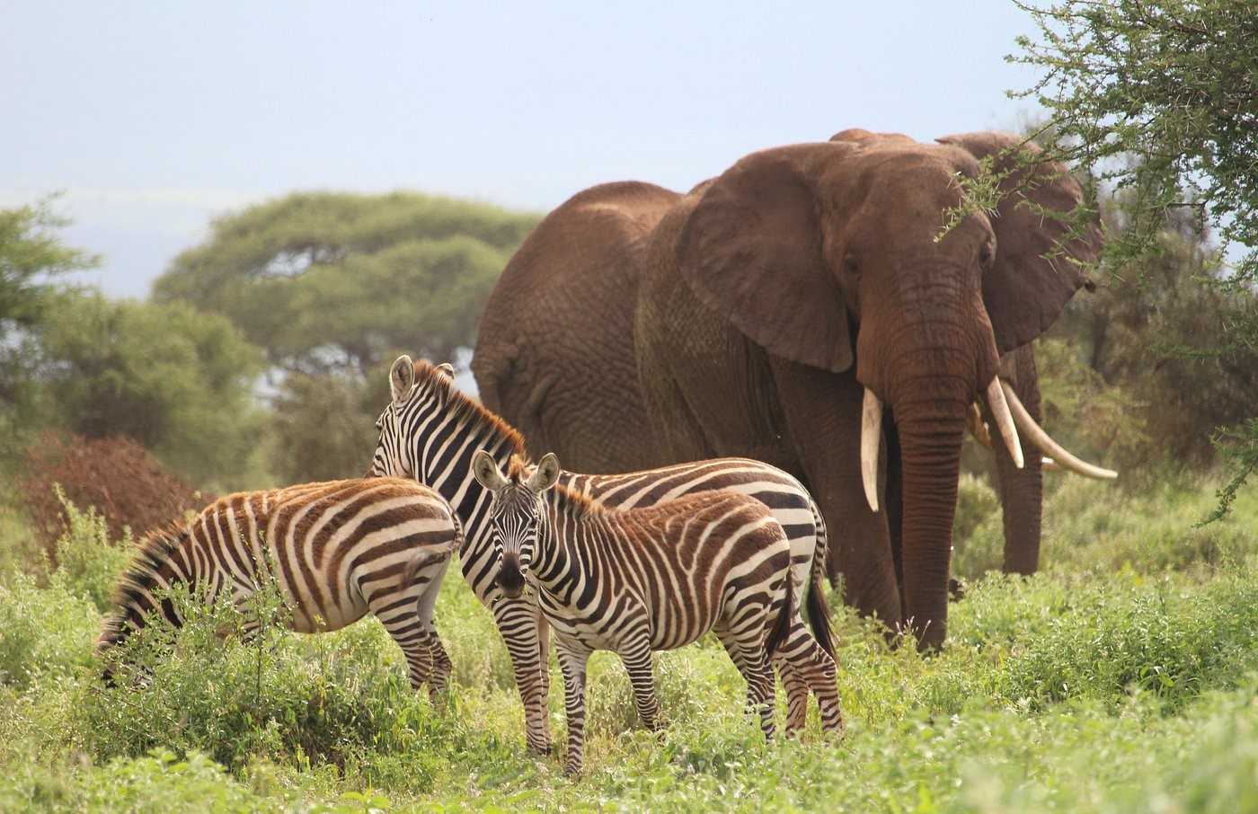 Amboseli Tsavo SaltLick Safari