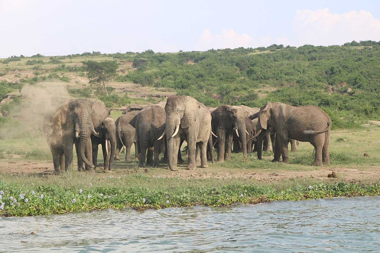 Wild Life at the banks of Kazinga channel Queen Elizabeth National Park 13