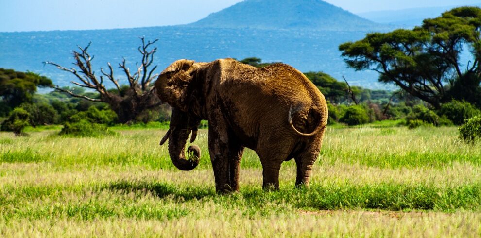 amboseli 4734700 1280