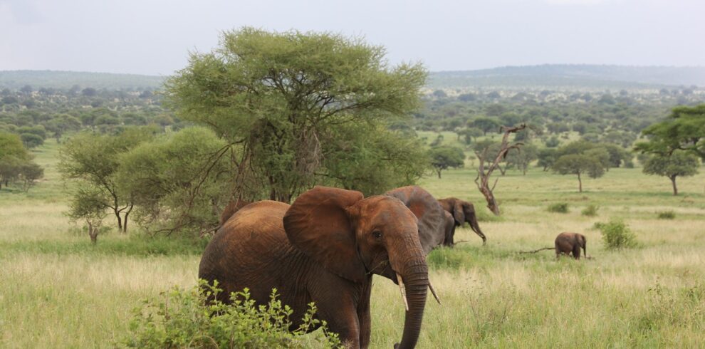 elephant 222965 1280