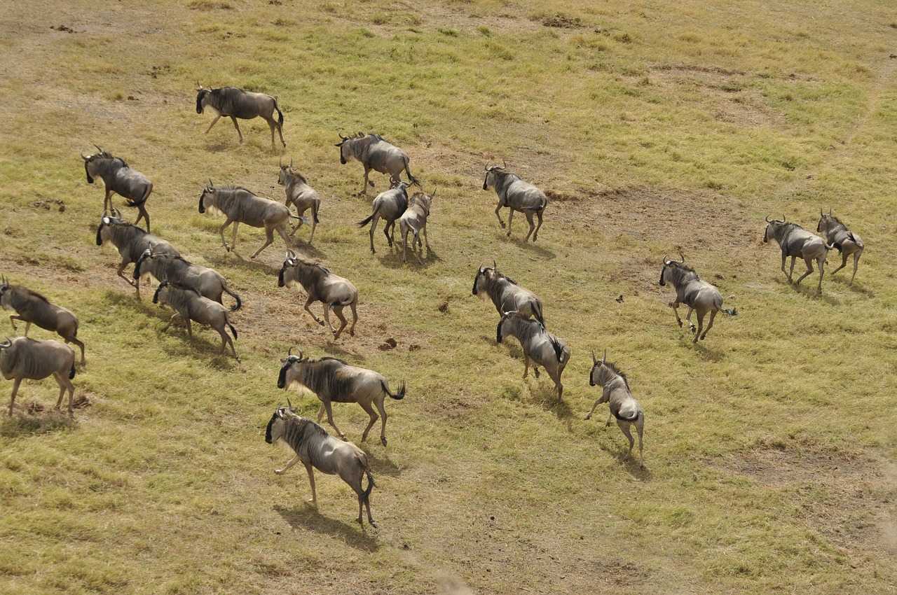 wildebeest migration 3995945 1280