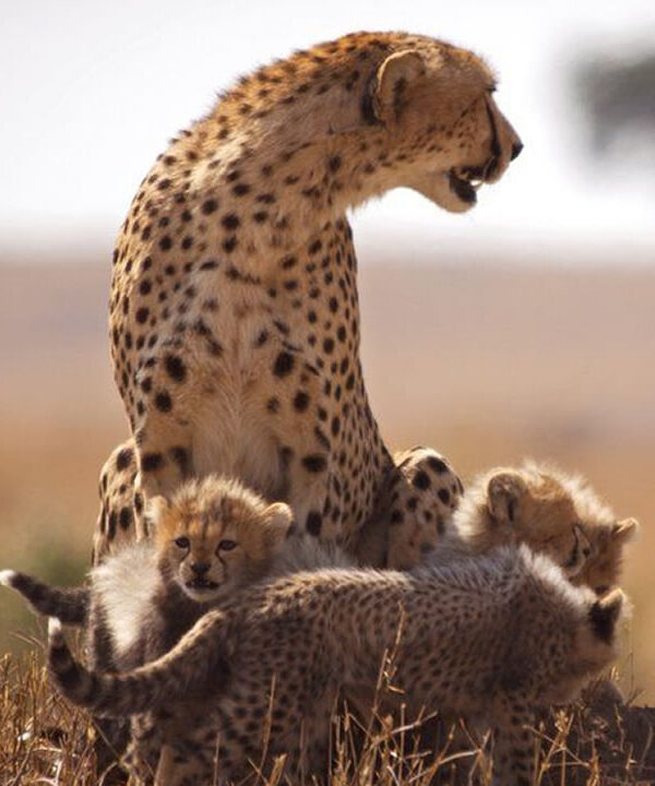 cheetah family