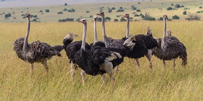 masai ostrich